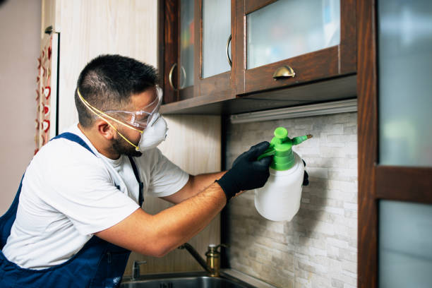 Best Exterminator Services  in Dolton, IL