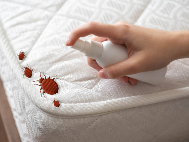 Best Mosquito Control Services  in Dolton, IL