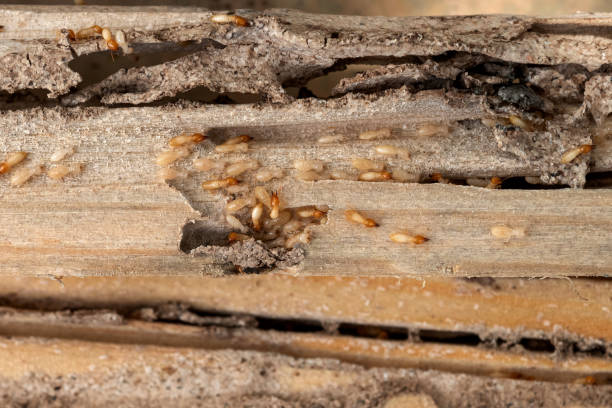 Best Local Pest Control Services  in Dolton, IL