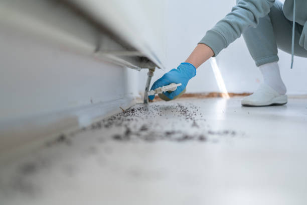 Best Best Pest Control Companies  in Dolton, IL
